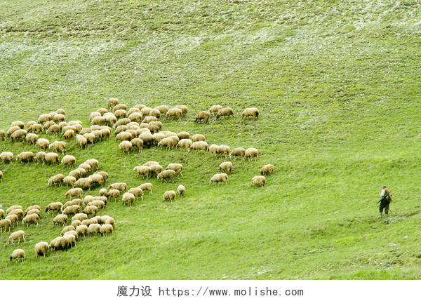 在牧场里吃草的羊群羊畜群，麻辣烫 fatra 斯洛伐克